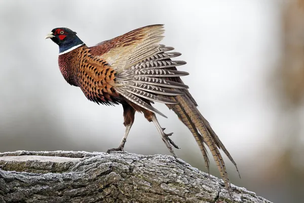 Gewone fazant, Phasianus colchicus — Stockfoto