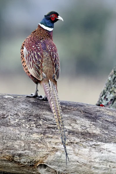 Common pheasant, Phasianus colchicus — Stock Photo, Image