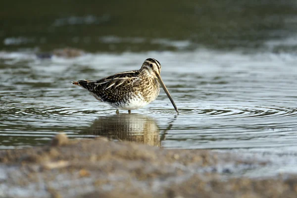 Snipe zwyczajny, galinago galinago — Zdjęcie stockowe