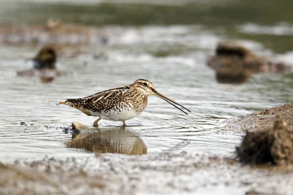 Frequentes Snipe, Gallinago gallinago — Fotografia de Stock