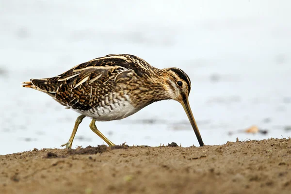 Common snipe, Gallinago gallinago — Stock Photo, Image