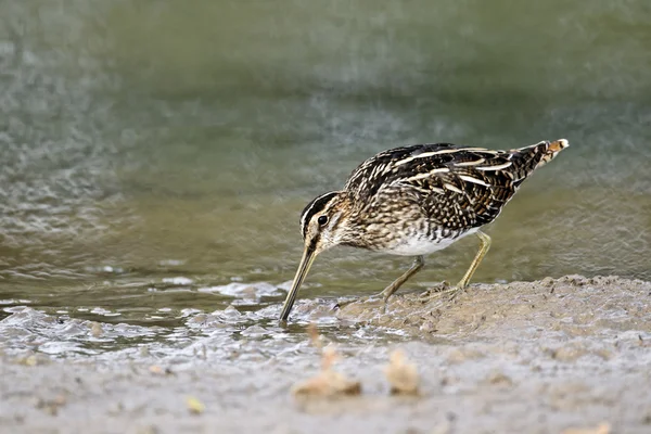 Vanlig Snipe, Gallinago gallinago — Stockfoto