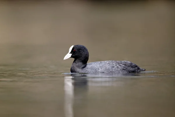 Focha común, fulica atra — Foto de Stock