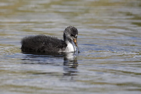 Blässhuhn, fulica atra — Stockfoto