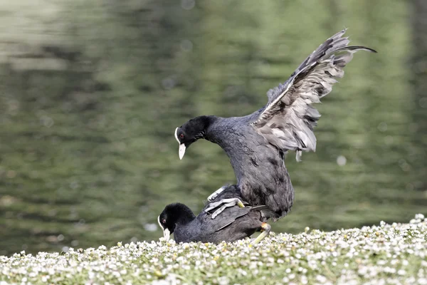 Folaga, fulica atra — Foto Stock