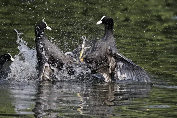 Лысуха fulica atra — стоковое фото