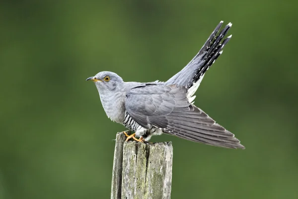 Koekoek, cuculus canorus — Stockfoto