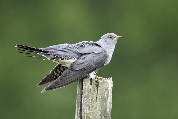 Koekoek, cuculus canorus — Stockfoto