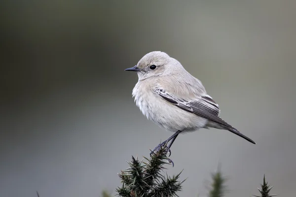 Desert wheatear, Oenanthe desert — Stock Photo, Image