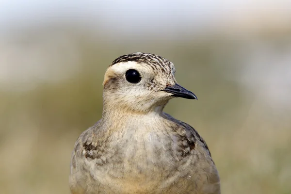 Pluvier Guignard, charadrius morinellus — Photo