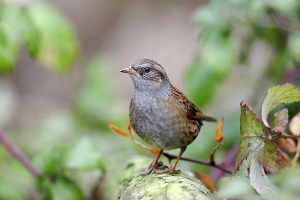 둔 노크나 Hedge sparrow — 스톡 사진