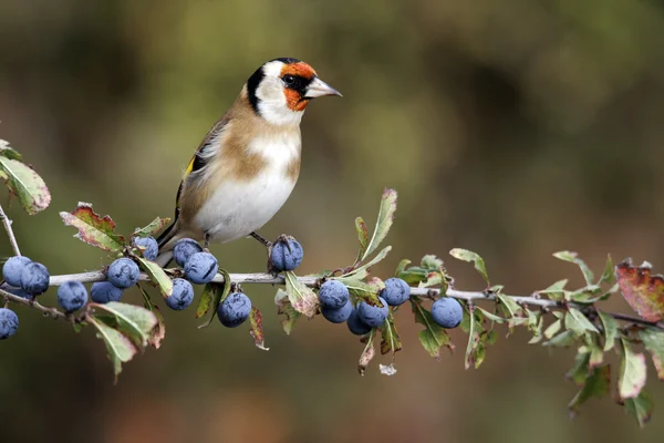 Goldfinch, Carduelis carduelis — Stockfoto