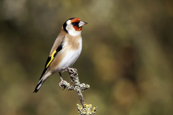 Goldfinch, Carduelis carduelis — Fotografie, imagine de stoc