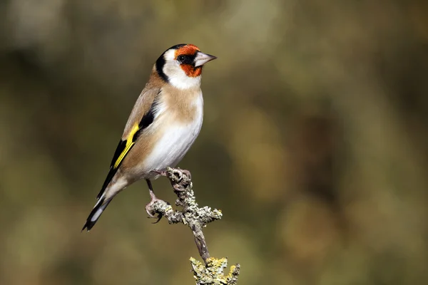 Saka kuşu, carduelis carduelis — Stok fotoğraf