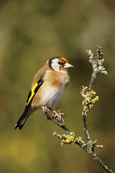 Jilguero, carduelis carduelis — Foto de Stock