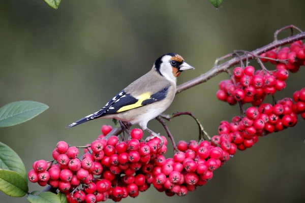 Goldfinch, Carduelis carduelis — Stock Photo, Image