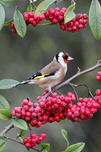 Goldfinch, самка самка — стокове фото