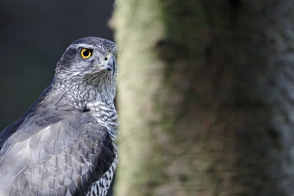 Krogulec accipiter gentilis — Zdjęcie stockowe