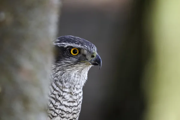 Habicht, Accipiter gentilis — Stockfoto