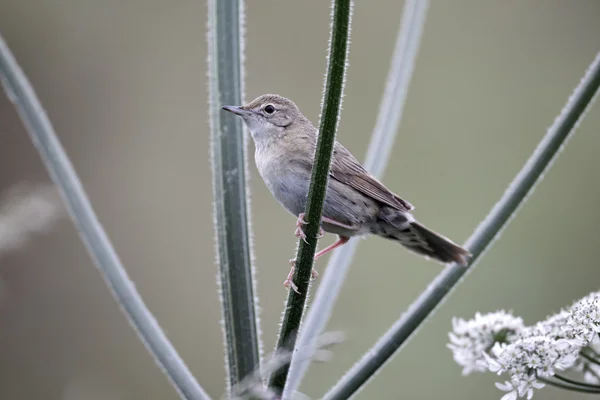 Gafanhoto Warbler, Locustella naevia — Fotografia de Stock