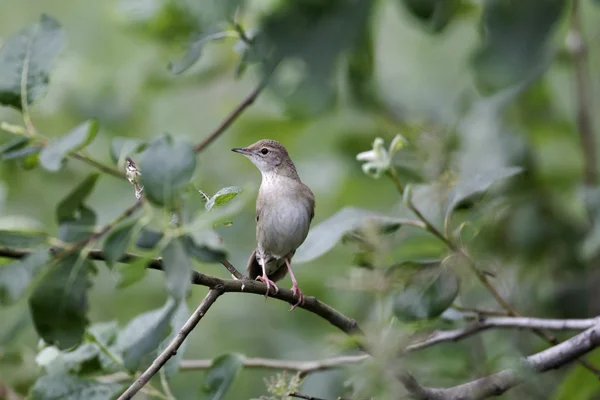 Grashüpfer-Grasmücke, Locustella naevia — Stockfoto