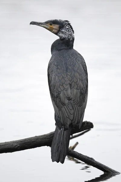 Kormorán, phalacrocorax carbo — Stock fotografie