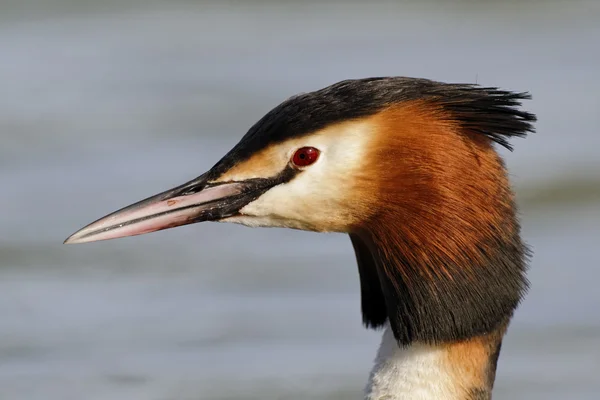 Great-crested grebe, Podiceps cristatus — Stock Photo, Image