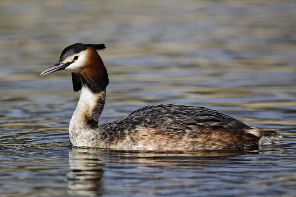 Great-crested grebe, Podiceps cristatus — Stock Photo, Image