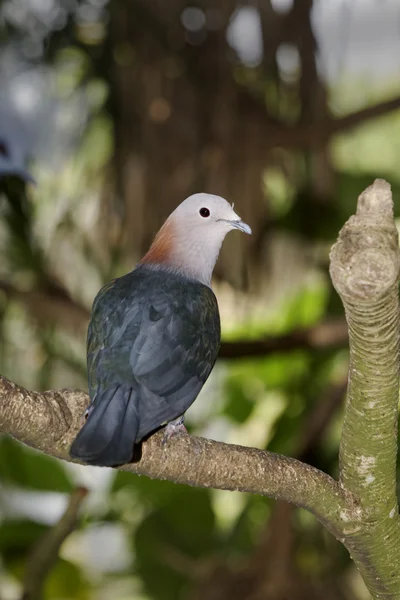 Pomba imperial, Ducula aenea — Fotografia de Stock