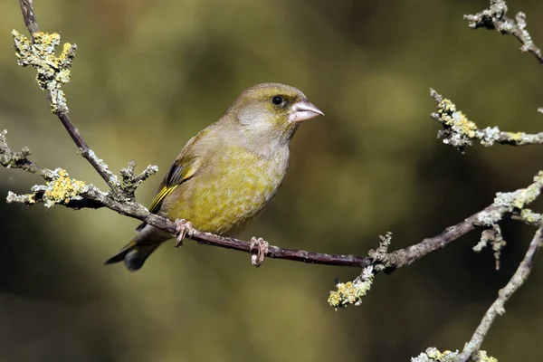 Verderón común, carduelis chloris — Foto de Stock