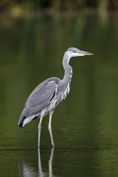 Garça cinzenta, Ardea cinerea — Fotografia de Stock