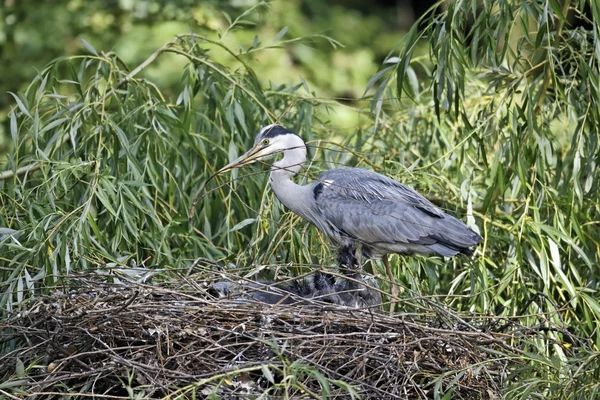 Volavka šedá, Ardea cinerea — Stock fotografie