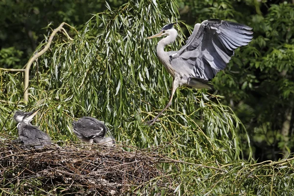 Volavka šedá, Ardea cinerea — Stock fotografie