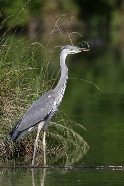 Garça cinzenta, Ardea cinerea — Fotografia de Stock