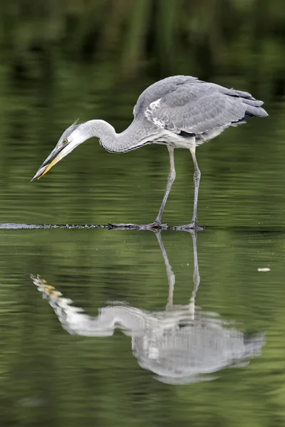 Grå häger, Ardea cinerea — Stockfoto