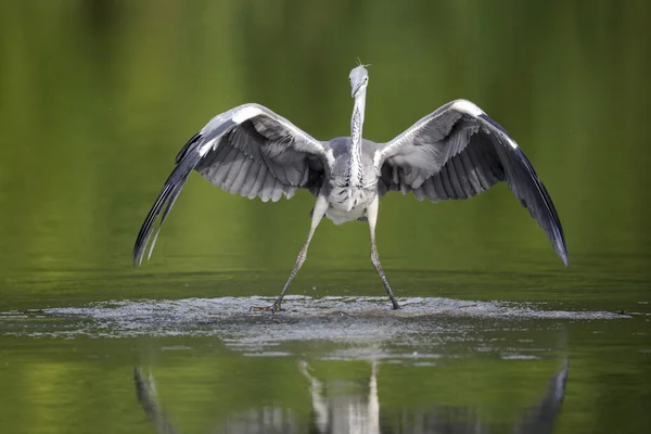 Héron gris, Ardea cinerea — Photo