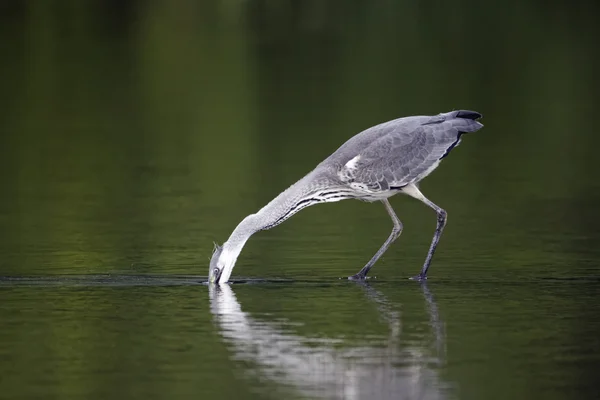 Grey heron, Ardea cinerea — Stock Photo, Image