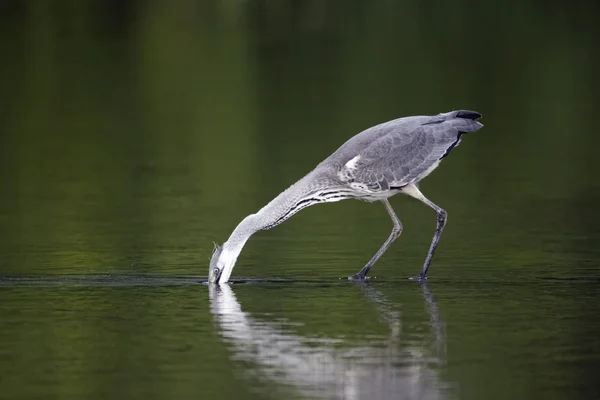 Garza gris, Ardea cinerea —  Fotos de Stock