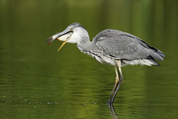 Grå häger, Ardea cinerea — Stockfoto