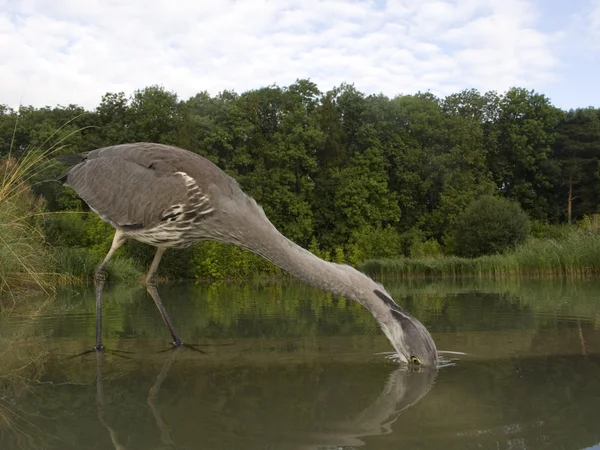 Grå häger, Ardea cinerea — Stockfoto