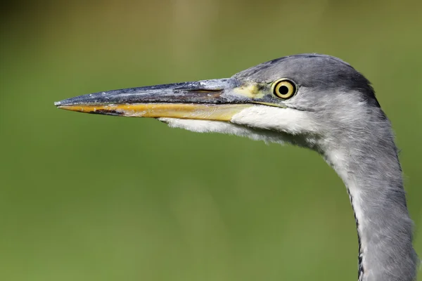 Garza gris, Ardea cinerea — Foto de Stock