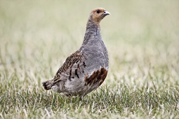 Grey partridge, Perdix perdix — Stock Photo, Image