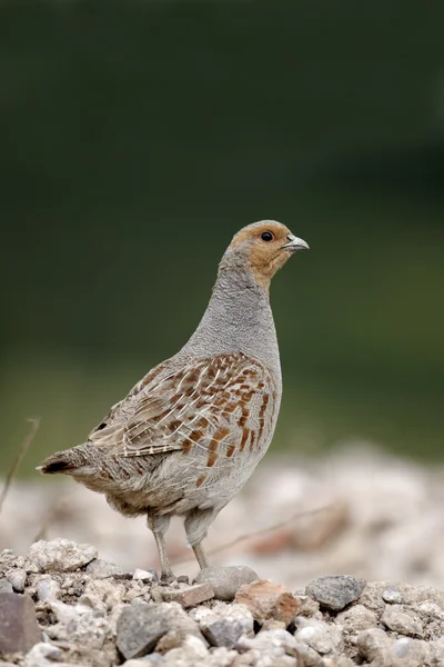 Grey partridge, Perdix perdix, — Stock Photo, Image