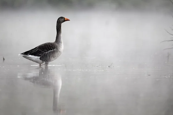Greylag χήνα, anser anser — Φωτογραφία Αρχείου