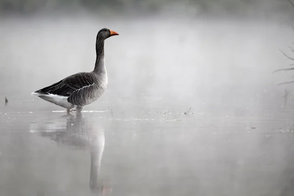 Grågås, Anser anser — Stockfoto