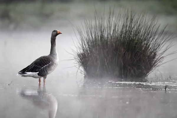 Greylag goose, Anser anser — Stock Photo, Image
