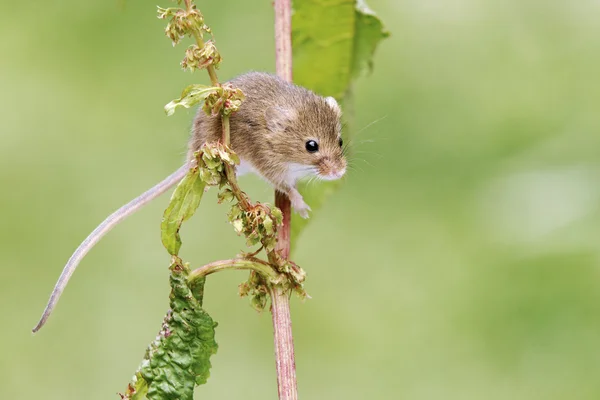 Harvest mouse, Micromys minutus — Stock Photo, Image