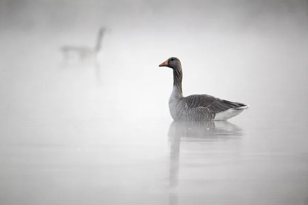 Greylag goose, Anser anser — Stock Photo, Image