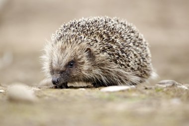 Kirpi kirpi europaeus