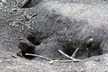 Komodo Ejderi, varanus komodoensis